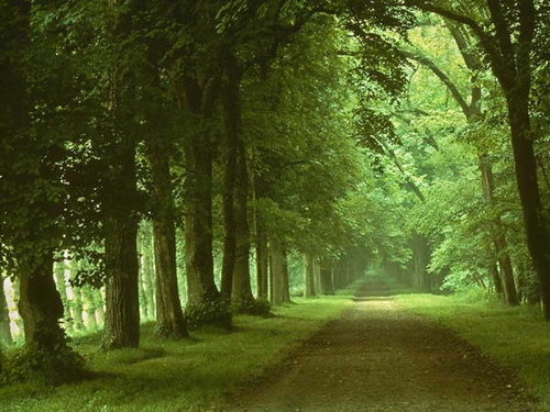 country-road-woods-forest.jpg